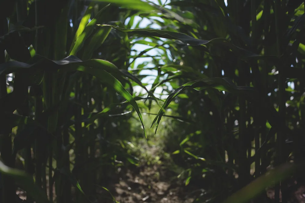 Crops growing on the Ogenki Farms land in Owo, Ondo State