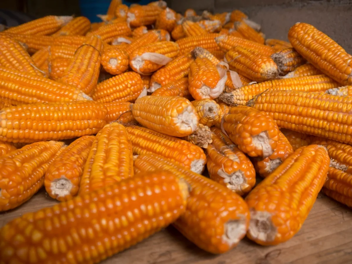 Maize