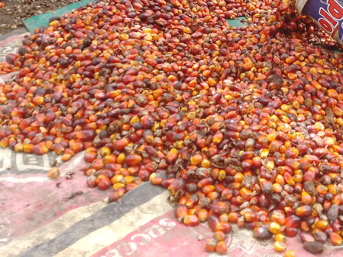 Palm Oil