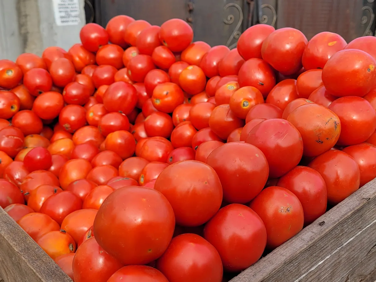Tomato